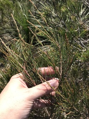 Allocasuarina emuina