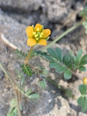 Kallstroemia parviflora
