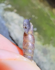 Phaedusini