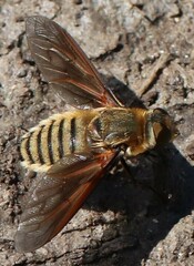 Poecilanthrax lucifer