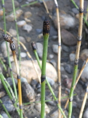 Equisetum laevigatum
