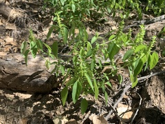Acalypha neomexicana