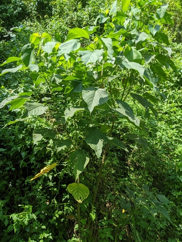 Acalypha angatensis (Acalypha angatensis)