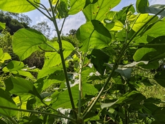 Acalypha angatensis