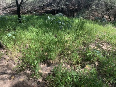 Acalypha neomexicana