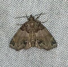 Cutina distincta