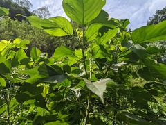 Acalypha angatensis