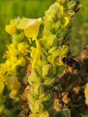Melissodes bimaculatus
