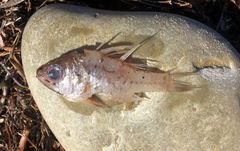 Vincentia conspersa