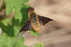 Chrysanthrax cypris