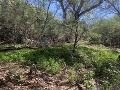 Acalypha neomexicana