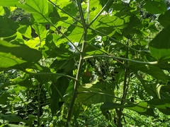 Acalypha angatensis