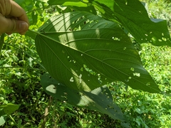 Acalypha angatensis