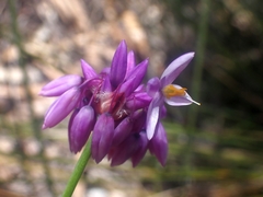 Sowerbaea juncea