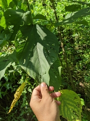 Acalypha angatensis