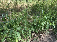 Acalypha neomexicana