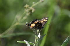 Chlosyne lacinia adjutrix