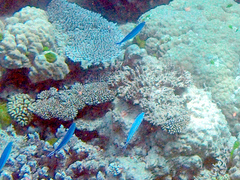 Caesio caerulaurea