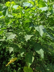 Acalypha angatensis