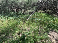 Acalypha neomexicana