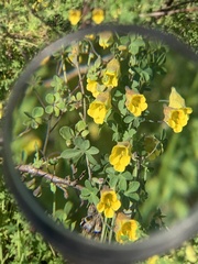 Tropaeolum