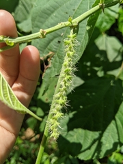 Acalypha angatensis