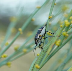 Aplerotus maculatus
