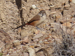 Asthenes dorbignyi dorbignyi