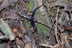Plethodon cylindraceus
