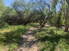 Acalypha neomexicana