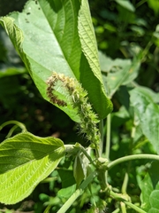 Acalypha angatensis