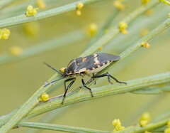 Aplerotus maculatus