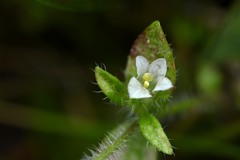 Gratiola pilosa