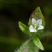 Shaggy Hedgehyssop - Photo (c) Robby Deans, some rights reserved (CC BY-NC), uploaded by Robby Deans