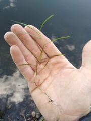 Potamogeton berchtoldii