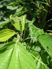 Acalypha angatensis