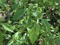 Acalypha neomexicana