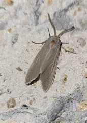 Pygarctia abdominalis
