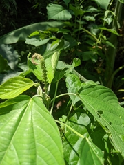 Acalypha angatensis