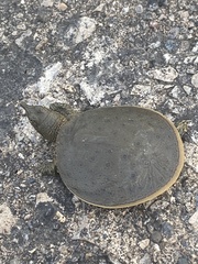 Apalone spinifera spinifera