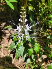 Orthosiphon aristatus
