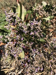 Limonium californicum