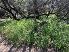 Acalypha neomexicana