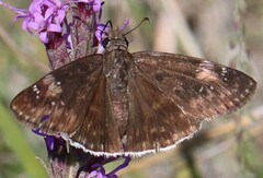 Erynnis funeralis
