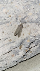 Pygarctia abdominalis