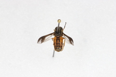 Chrysops