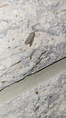 Pygarctia abdominalis