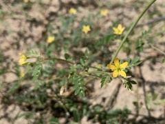 Kallstroemia californica