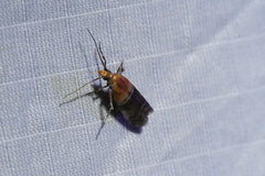Moodna pallidostrinella