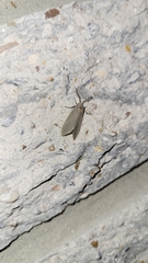 Pygarctia abdominalis